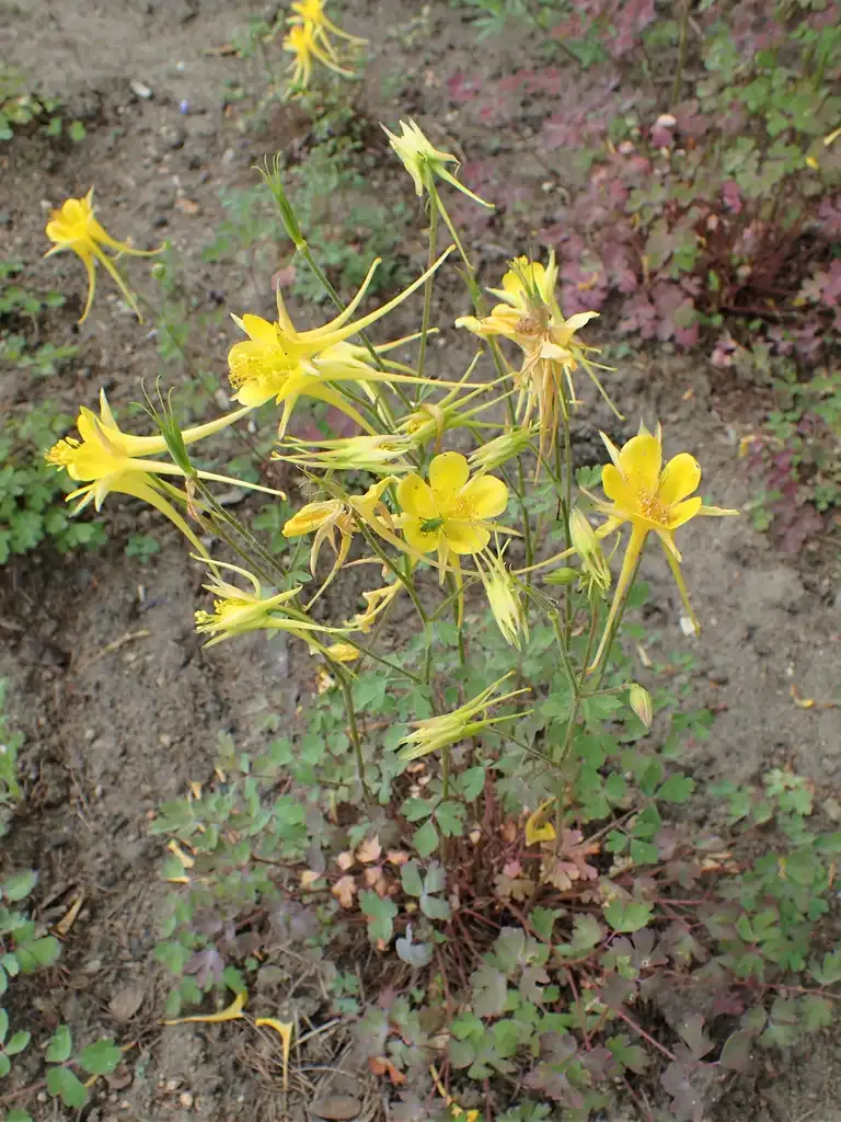 Foto de Aquilegia chrysantha (Aquilegia chrysanthas)