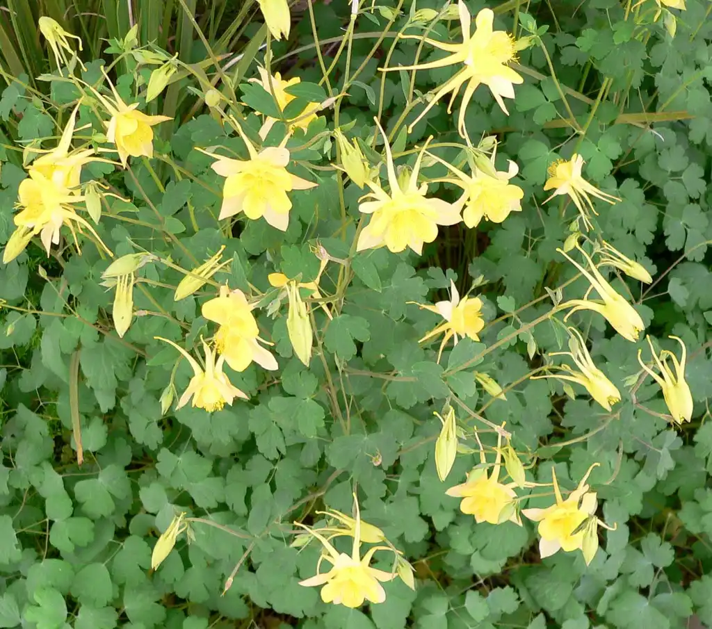Foto de Aquilegia chrysantha (Aquilegia chrysanthas)