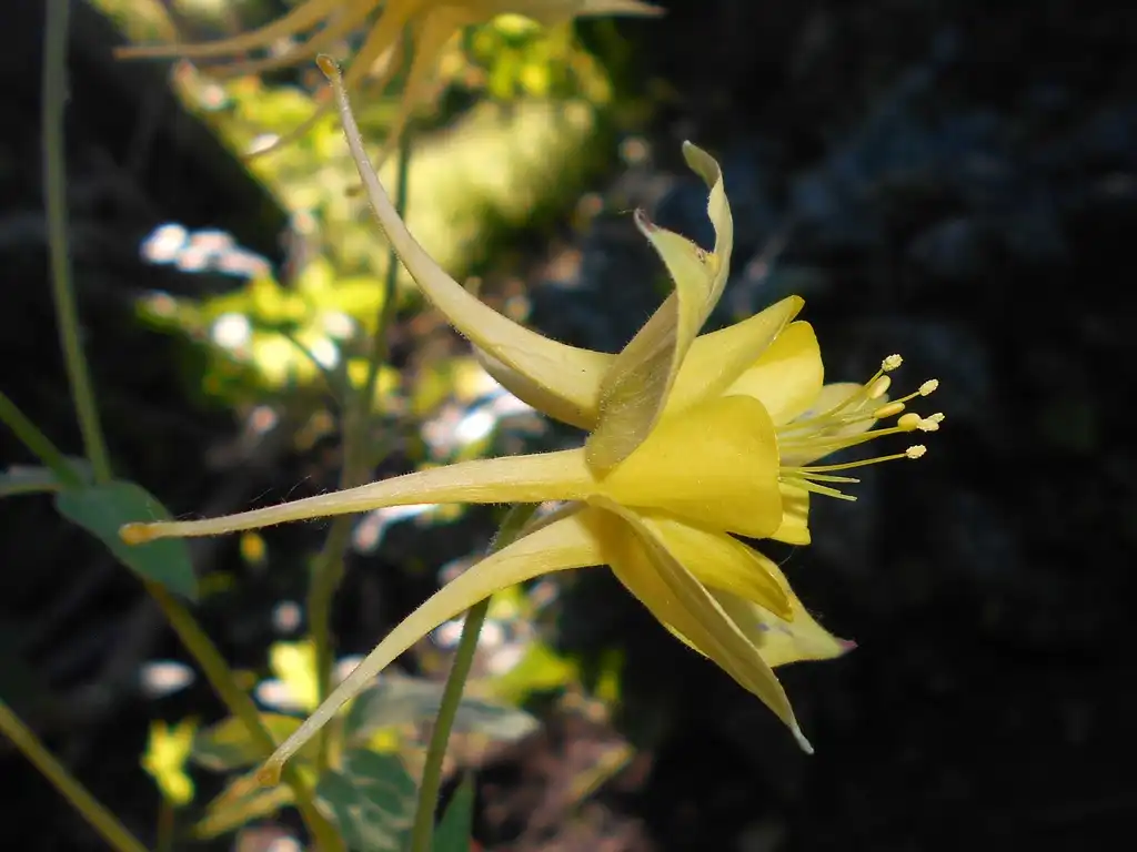 Foto de Aquilegia chrysantha - Side view of flower:Salicyna