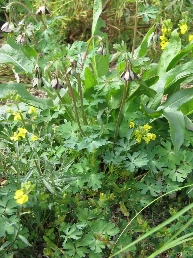 Фото Aquilegia viridiflora (Aquilegia viridifloras)