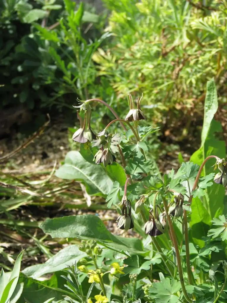 Фото Aquilegia viridiflora (Aquilegia viridifloras)