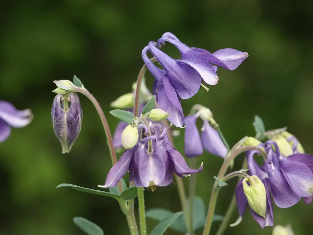 Фото Aquilegia x hybrida (Aquilegia x hybridas)