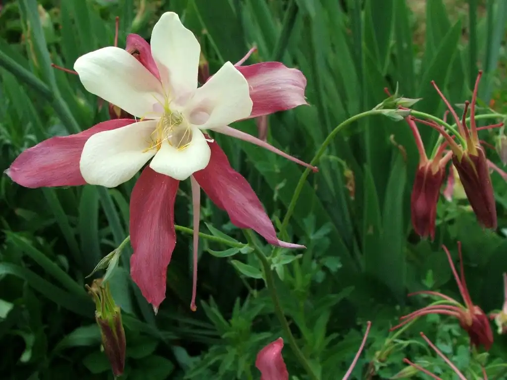 Фото Aquilegia x hybrida (Aquilegia x hybridas)