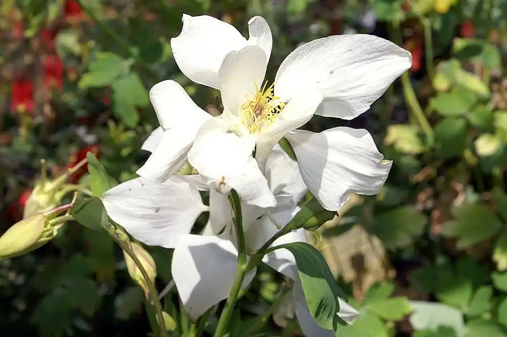 Фото Aquilegia x hybrida - White flower of 'McKana hybrid':David J. Stang