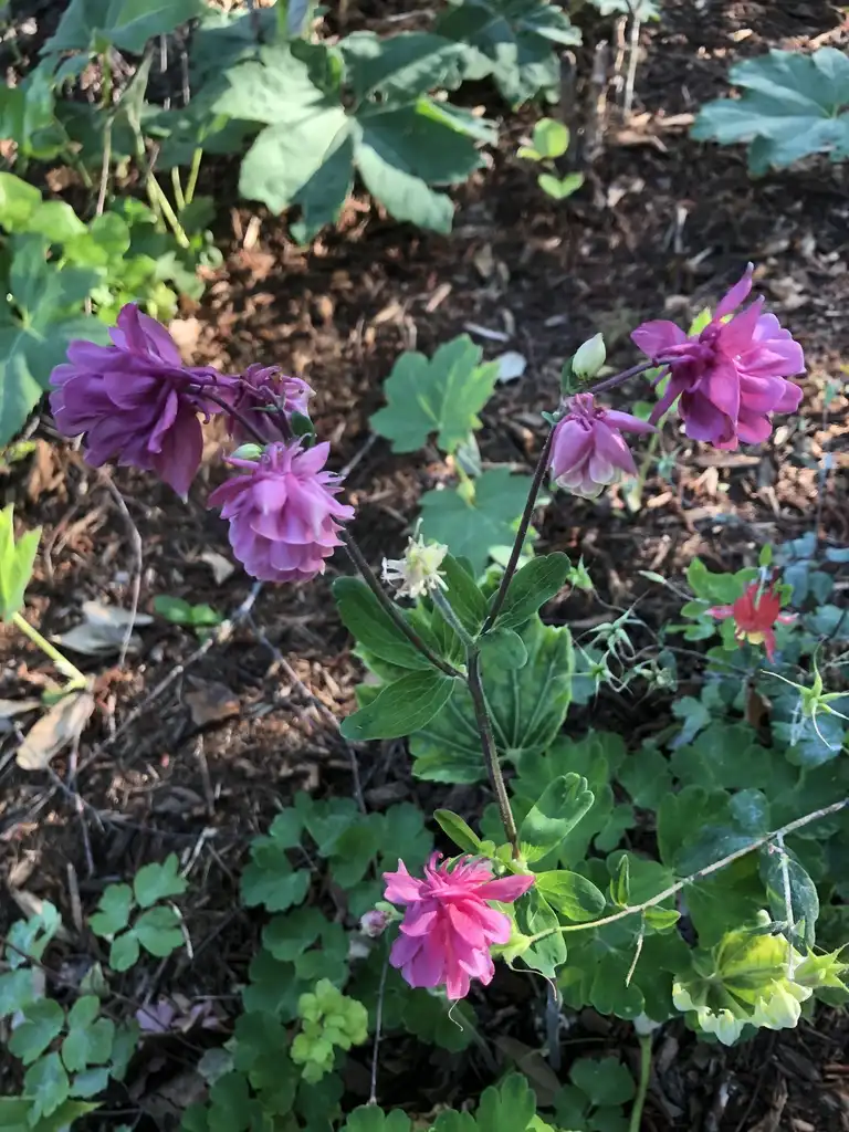 Фото Aquilegia x hybrida - A. vulgaris, Wake County, NC:Cathy Dewitt