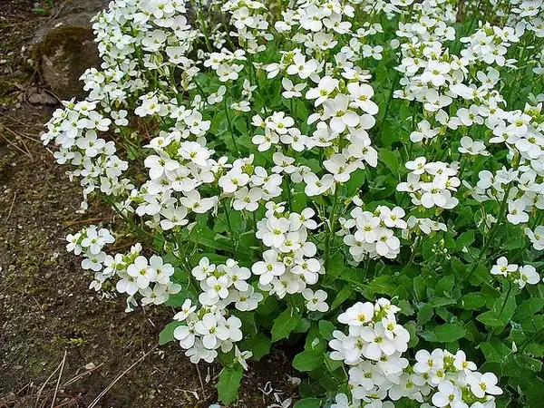 Foto de Arabis caucasica (Arabis caucasicas)