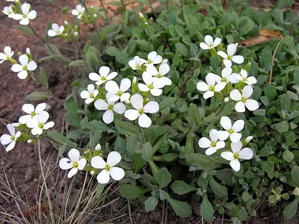Foto de Arabis caucasica (Arabis caucasicas)