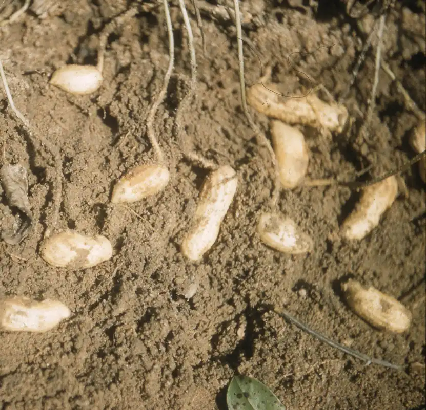 Photo of Arachis hypogaea (Arachis hypogaeas)