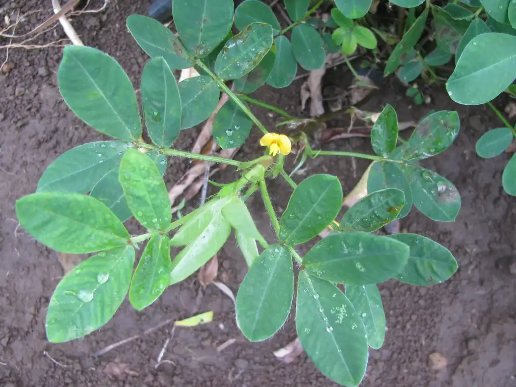 Photo of Arachis hypogaea (Arachis hypogaeas)
