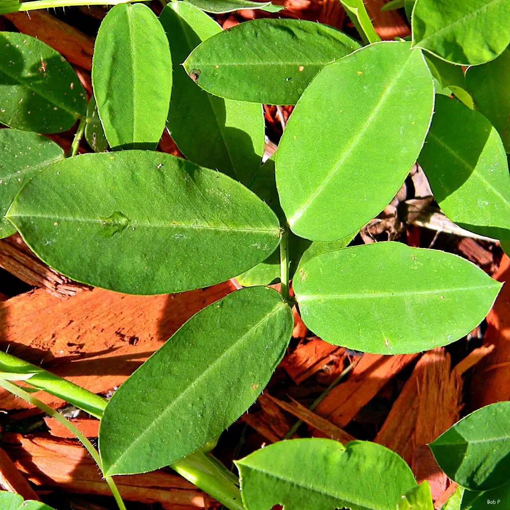 Photo of Arachis hypogaea - Leaf detail:Bob Peterson