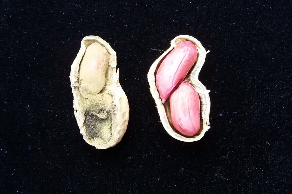 Photo of Arachis hypogaea - Peanuts infected by Aspergillus, an aflatoxin-producing mold:International Institute of Tropical Agriculture