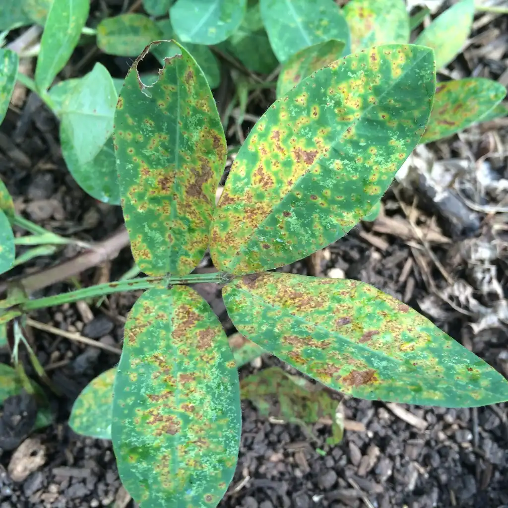 Photo of Arachis hypogaea - Leaf infected by Puccinia arachidis, peanut rust:Scot Nelson