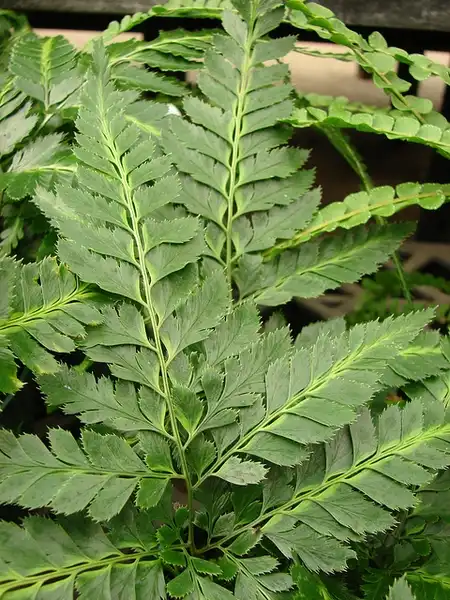 Foto de Arachniodes simplicior 'Variegata' (Arachniodes simplicior 'Variegata's)