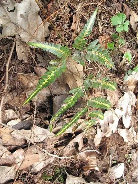 Foto de Arachniodes simplicior 'Variegata' (Arachniodes simplicior 'Variegata's)