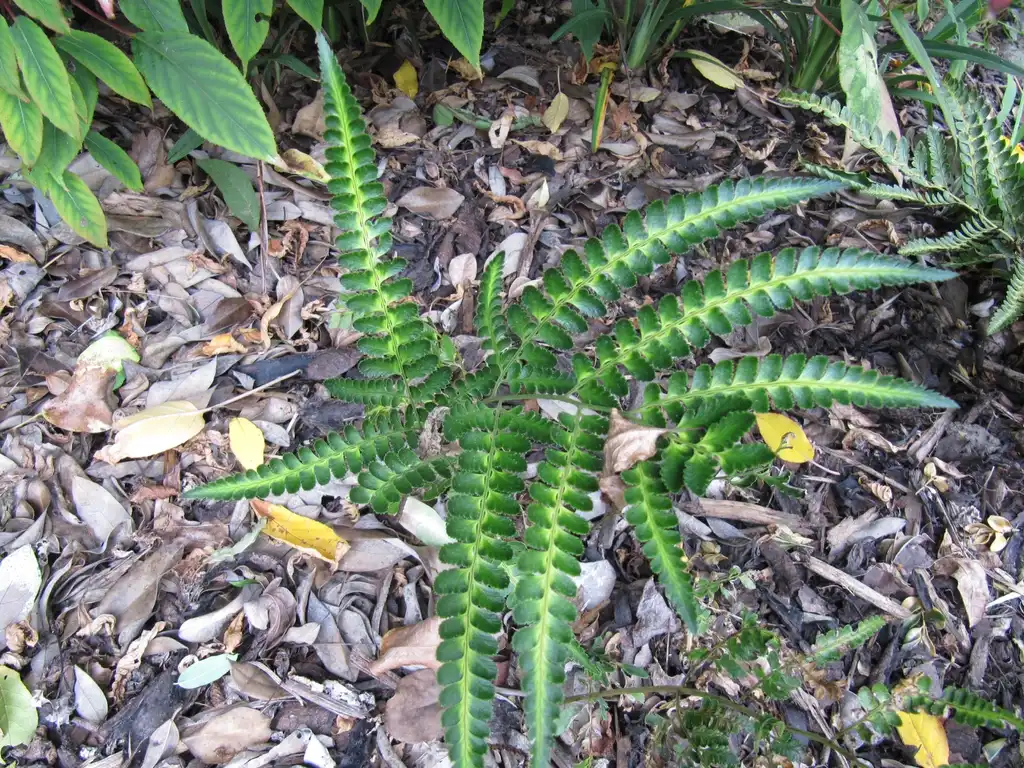 Foto de Arachniodes simplicior 'Variegata' - Whole plant:Leonora Enking