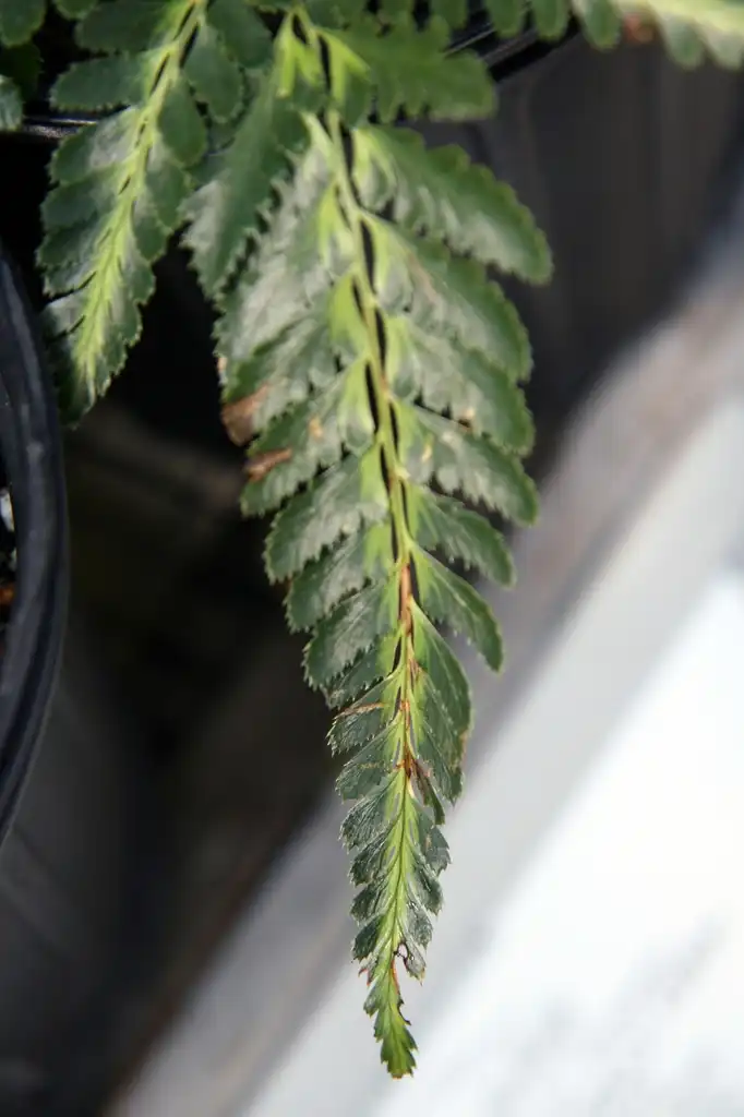 Foto de Arachniodes simplicior 'Variegata' - Leave:David J.Stang