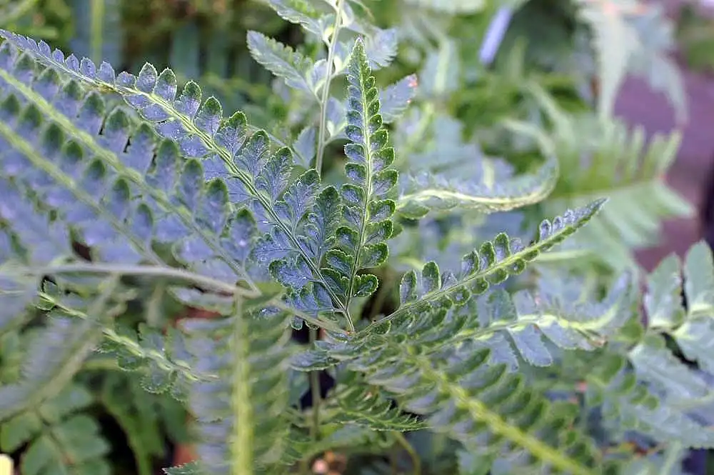 Foto de Arachniodes simplicior 'Variegata' - Leaves:David J.Stang