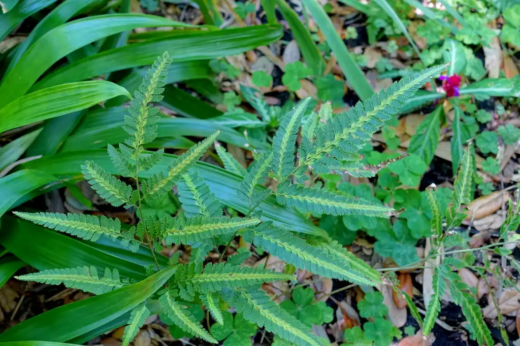 Foto de Arachniodes simplicior 'Variegata' - Plant:Daderot