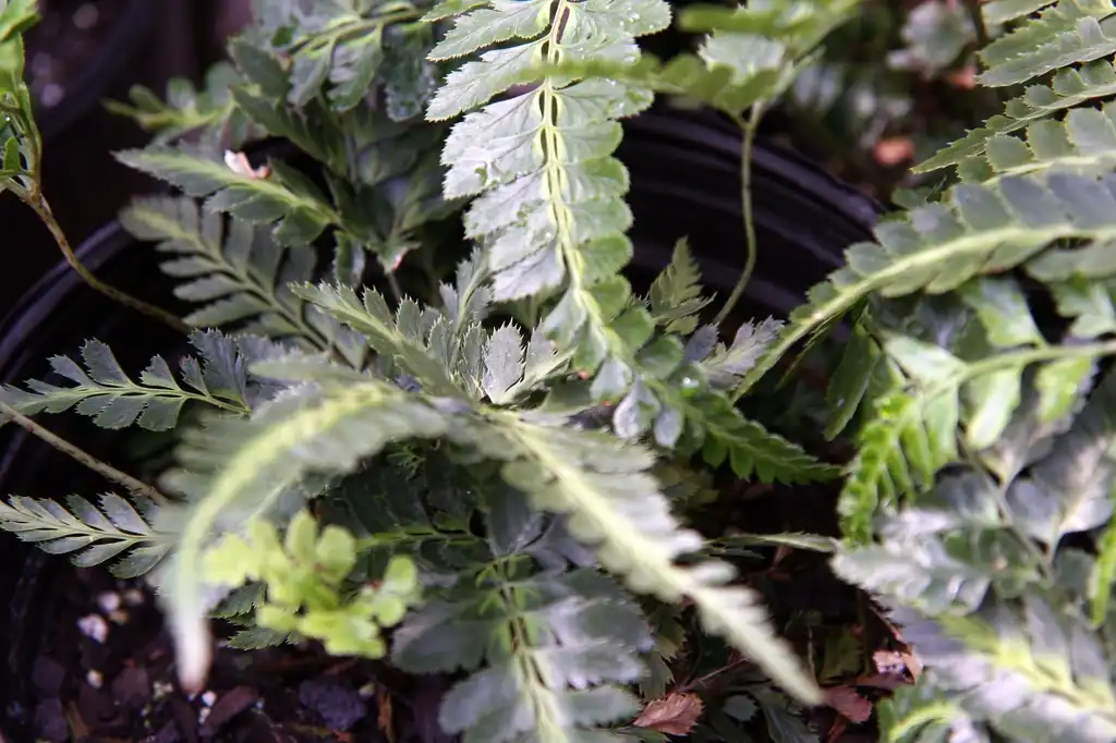 Foto de Arachniodes simplicior 'Variegata' - Leaves:David J.Stang