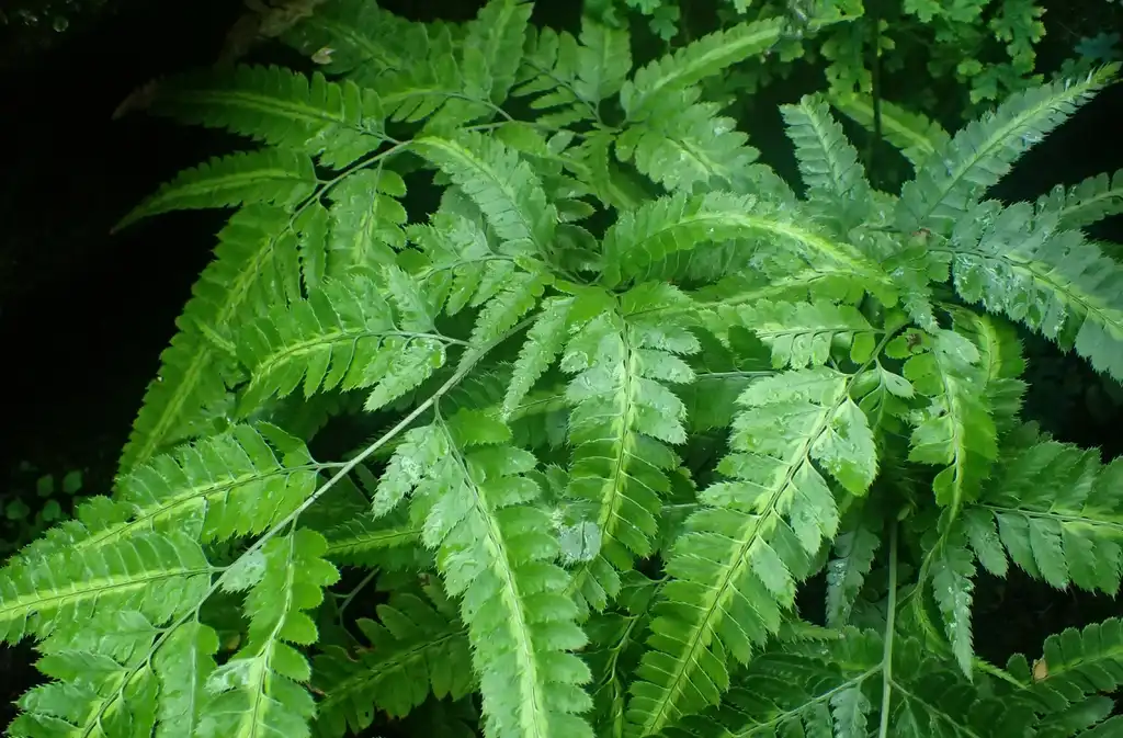 Foto de Arachniodes simplicior 'Variegata' - Leaves:Krzysztof Ziarnek, Kenraiz