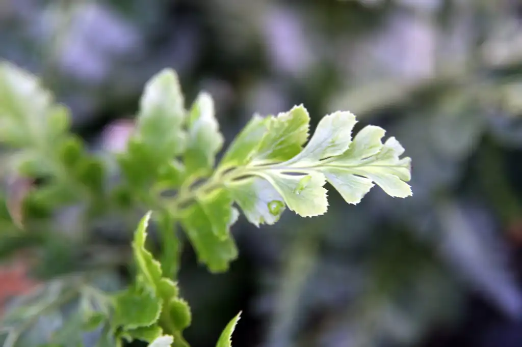 Foto de Arachniodes simplicior 'Variegata' - Close up of Fronds:David J.Stang