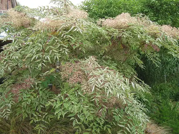 Фото Aralia elata 'Variegata' (Aralia elata 'Variegata's)