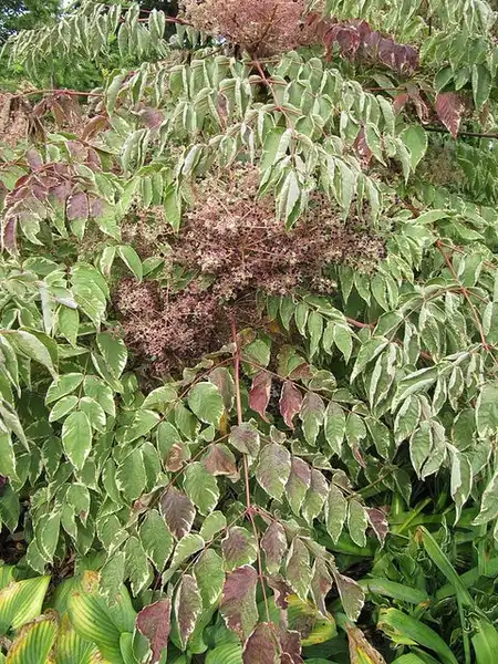 Фото Aralia elata 'Variegata' (Aralia elata 'Variegata's)
