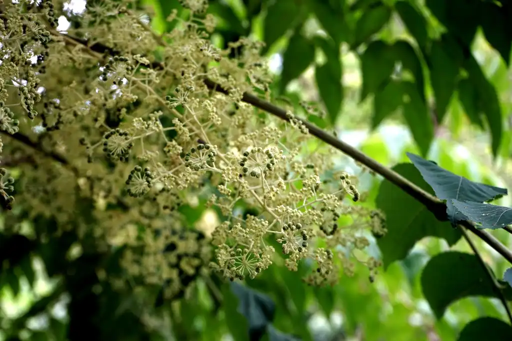 Photo of Aralia elata (Aralia elatas)