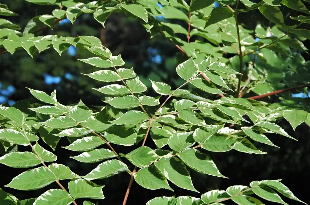 Photo of Aralia elata (Aralia elatas)