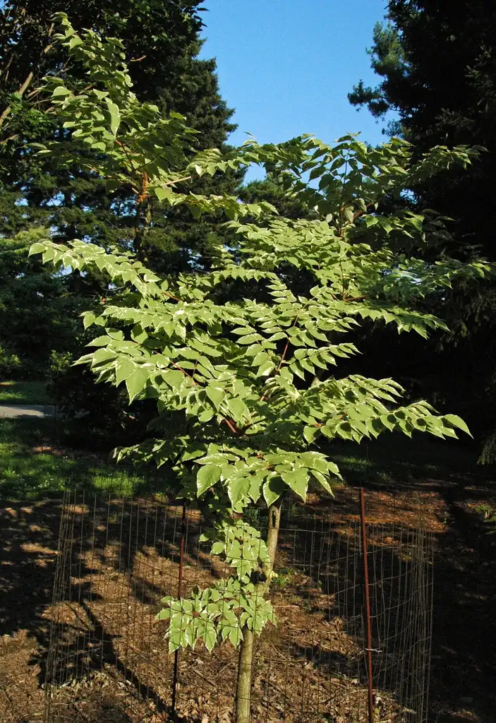 Photo of Aralia elata - Young Form:James St. John