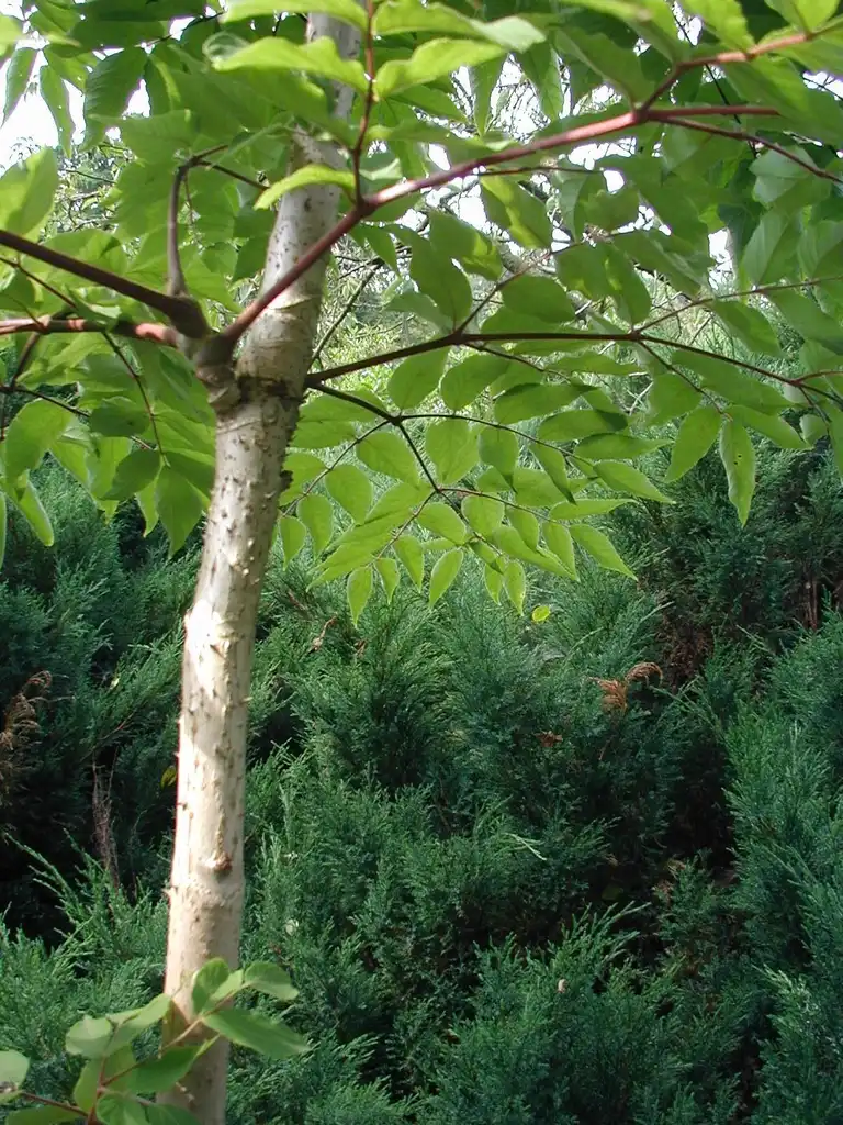Photo of Aralia elata - Tree Trunk:Sten Porse