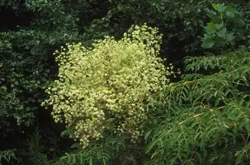 Foto de Aralia spinosa (Aralia spinosas)