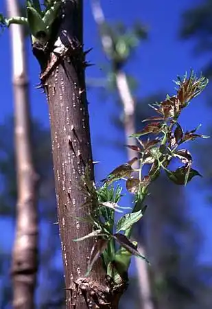 Foto de Aralia spinosa (Aralia spinosas)