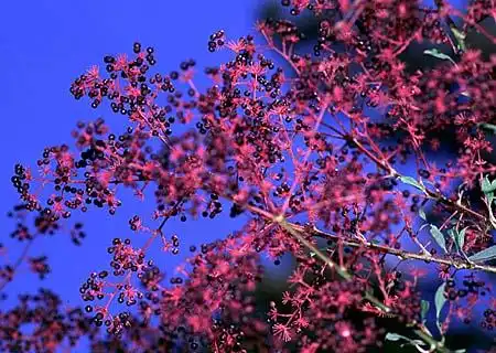 Foto de Aralia spinosa - :