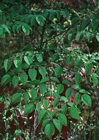 Foto de Aralia spinosa - :