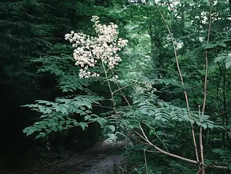 Foto de Aralia spinosa - :