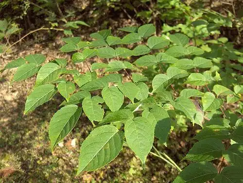 Foto de Aralia spinosa - :Homer Edward Price