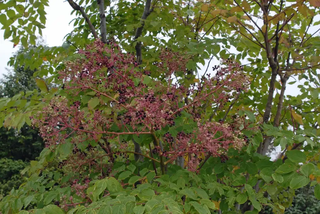 Foto de Aralia spinosa - Aralia spinosa - inflorescence:Jim Lawrence