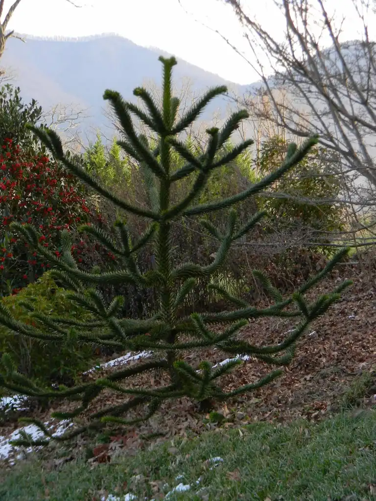 Photo of Araucaria araucana (Araucaria araucanas)