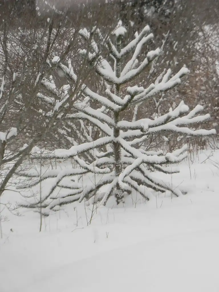 Photo of Araucaria araucana (Araucaria araucanas)