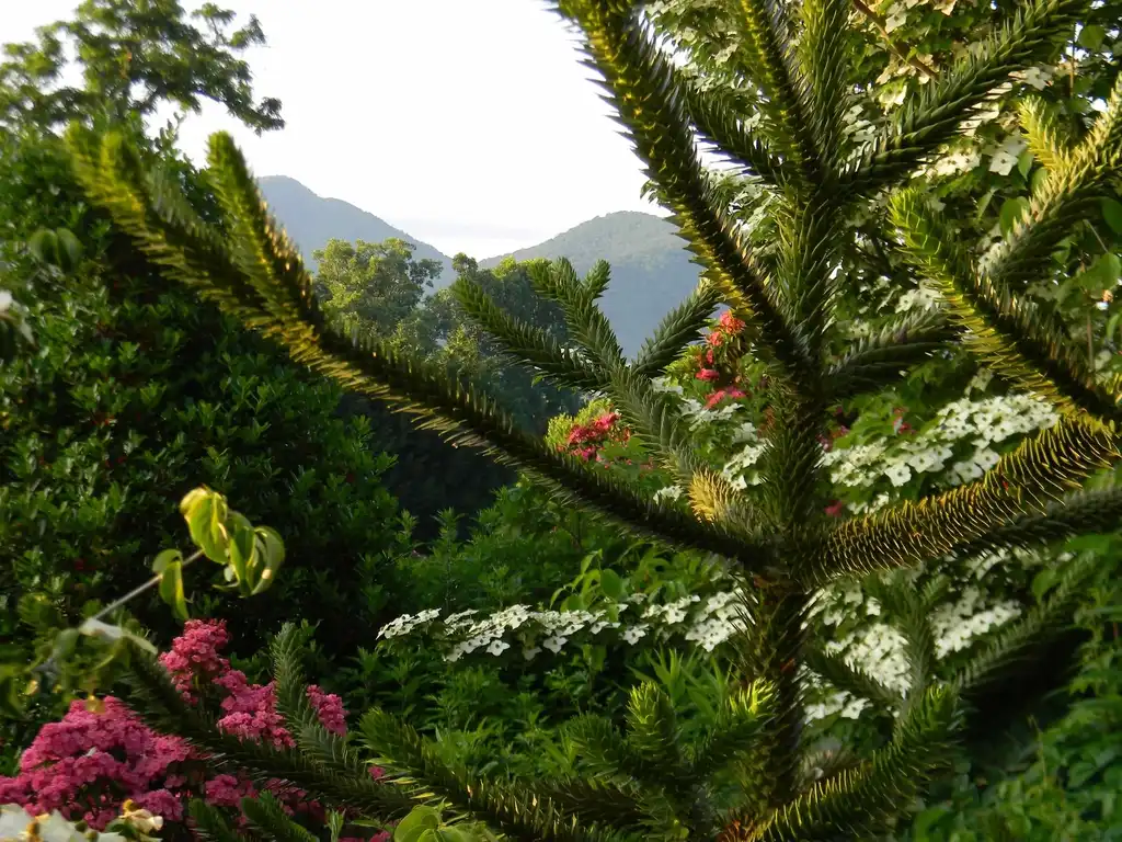 Photo of Araucaria araucana - Leaves (Buncombe County, NC):Randy Harter