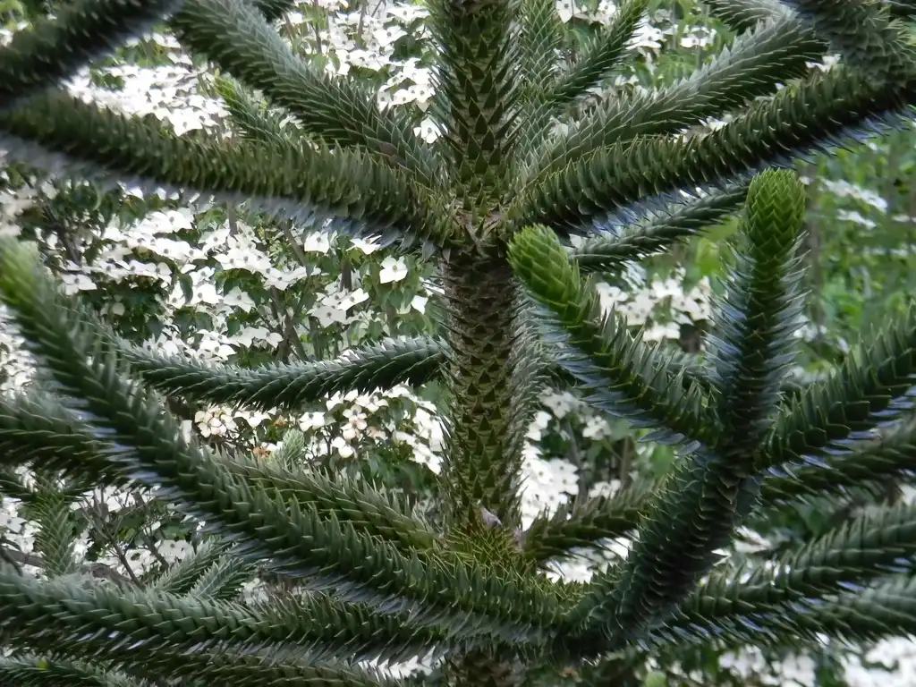 Photo of Araucaria araucana - Stem Close Up (Buncombe County, NC):Randy Harter