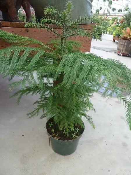 Фото Araucaria heterophylla (Araucaria heterophyllas)