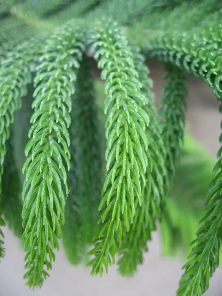 Фото Araucaria heterophylla (Araucaria heterophyllas)