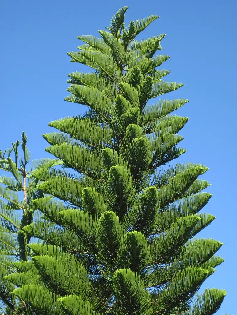 Фото Araucaria heterophylla - Native habitat:James St. John