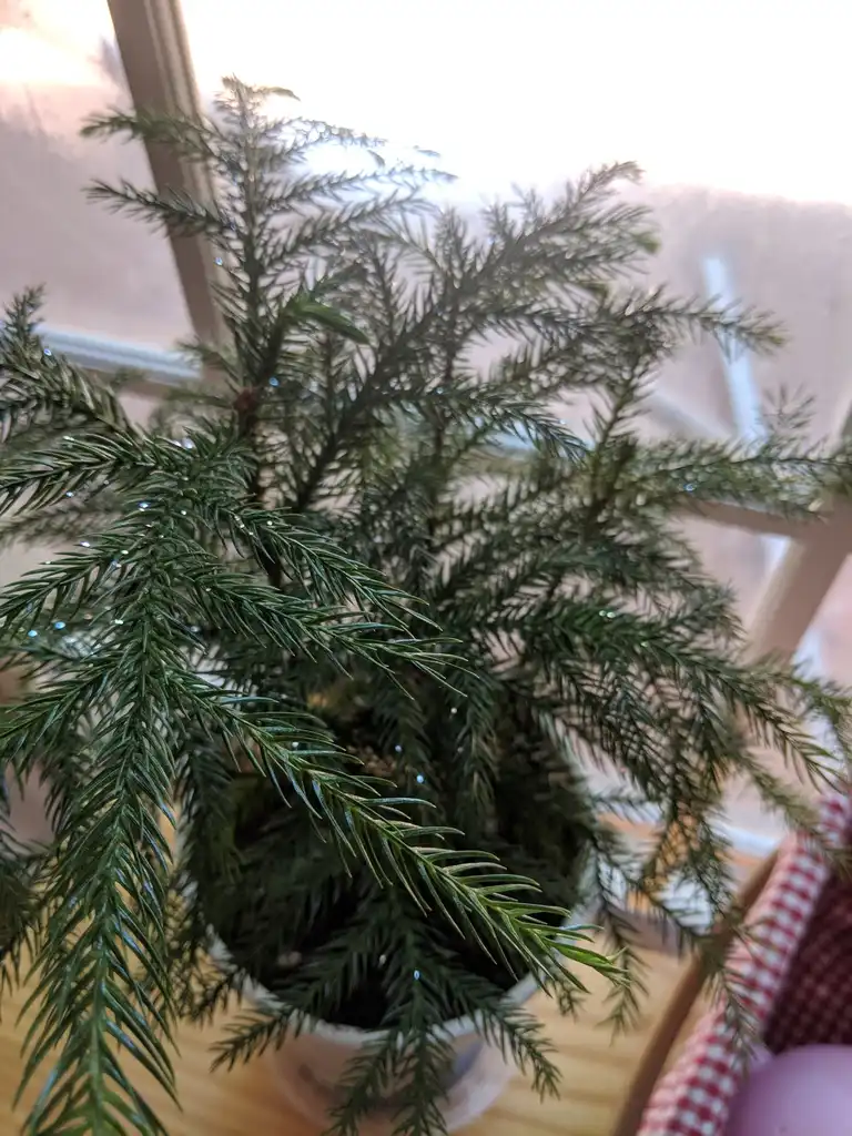 Фото Araucaria heterophylla - Form (Cabarrus County,NC):Hope Duckworth