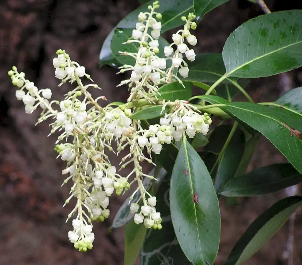 Photo of Arbutus menziesii (Arbutus menziesiis)