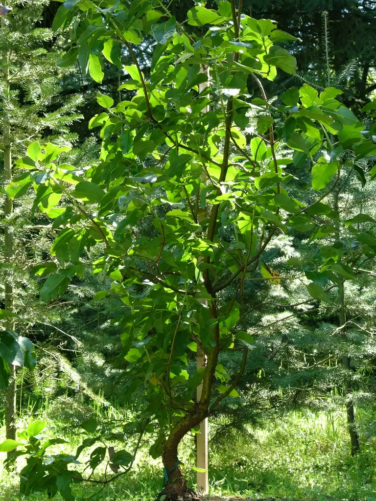 Photo of Arbutus menziesii - Form:http://www.nwplants.com
