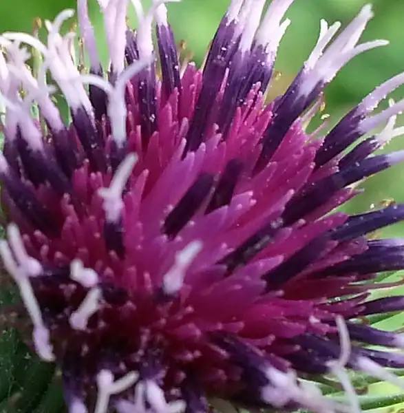 Photo of Arctium lappa (Arctium lappas)