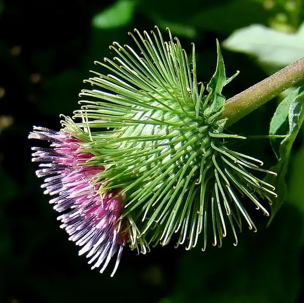 Photo of Arctium lappa (Arctium lappas)